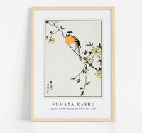 Numata Kashu - Japanese Meadow Bunting and Golden Ball illustration from Pictorial Monograph of Birds (1885)