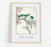 Numata Kashu - Japanese White-eye and Osmanthus Fragrans illustration from Pictorial Monograph of Birds (1885)