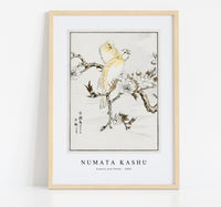 Numata Kashu - Canary and Peach illustration from Pictorial Monograph of Birds (1885)