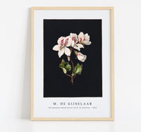 M. de Gijselaar - Pelargonium album bicolor by M. de Gijselaar(1830)