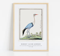 Robert Jacob Gordon - Grus carunculatus Bugeranus carunculatus wattled crane (1777–1786)
