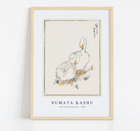 Numata Kashu - Duck and Young Grass illustration from Pictorial Monograph of Birds (1885)