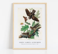 John James Audubon - Whip-poor-will from Birds of America (1827)