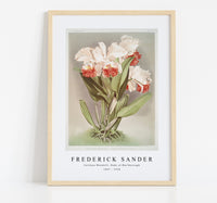 Frederick Sander - Cattleya Mendelli, Duke of Marlborough from Reichenbachia Orchids-1847-1920