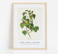 John James Audubon - Hemlock Warbler from Birds of America (1827)