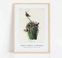John James Audubon - Marsh Wren from Birds of America (1827)