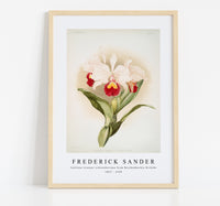 Frederick Sander - Cattleya trianaei schroederiana from Reichenbachia Orchids-1847-1920