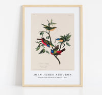 John James Audubon - Painted Finch from Birds of America (1827)