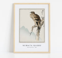 Numata Kashu - Black-eared Kite illustration from Pictorial Monograph of Birds (1885)