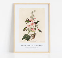 John James audubon - Columbian Humming Bird from Birds of America (1827)