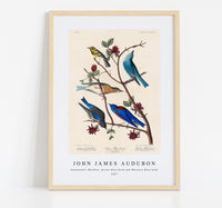 John James Audubon - Townsend's Warbler, Arctic Blue-bird and Western Blue-bird from Birds of America (1827)