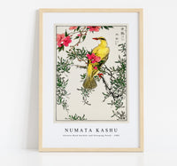 Numata Kashu - Chinese Bush-warbler and Drooping Peach iIllustration from Pictorial Monograph of Birds (1885)