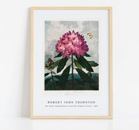 Robert John Thornton - The Pontic Rhododendron from The Temple of Flora (1807)