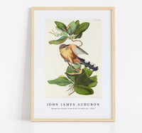 John James Audubon - Mangrove Cuckoo from Birds of America (1827)