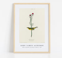 John James Audubon - Selby's Flycatcher from Birds of America (1827)