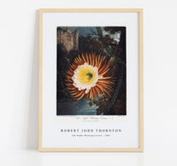 Robert John Thornton - The Night–Blowing Cereus from The Temple of Flora (1807)