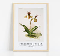 Frederick Sander - Cypripedium (hybridum) calypso from Reichenbachia Orchids-1847-1920