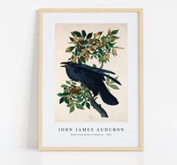 John James Audubon - Raven from Birds of America (1827)