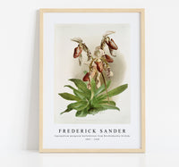 Frederick Sander - Cypripedium morganiæ burfordiense from Reichenbachia Orchids-1847-1920