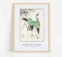 Numata Kashu - Demoiselle crane and Reed illustration from Pictorial Monograph of Birds (1885)