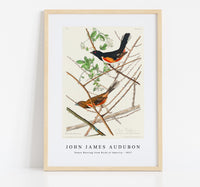 John James Audubon - Towee Bunting from Birds of America (1827)