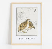 Numata Kashu - Japanese Quail and Gentian illustration from Pictorial Monograph of Birds (1885)