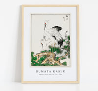 Numata Kashu - Japanese Stork and Pine Tree illustration from Pictorial Monograph of Birds (1885)