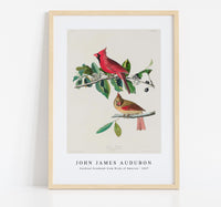 John James Audubon - Cardinal Grosbeak from Birds of America (1827)