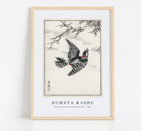 Numata Kashu - Hondo Great Spotted Woodpecker illustration from Pictorial Monograph of Birds (1885)