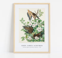 John James Audubon - Carolina Pigeon from Birds of America (1827)