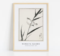 Numata Kashu - Reed-Bunting and Reed illustration from Pictorial Monograph of Birds (1885)