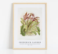 Frederick Sander - Cypripedium sanderianum from Reichenbachia Orchids-1847-1920