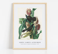 John James Audubon - Purple Grakle or Common Crow Blackbird from Birds of America (1827)