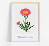 Robert Jacob Gordon - Carpobrotus quadrifidus L. Bolus (1777–1786)