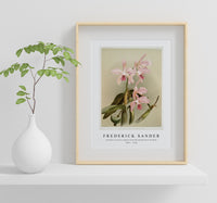 Frederick Sander - Cattleya victoria regina from Reichenbachia Orchids-1847-1920