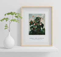 Robert John Thornton - The Oblique–Leaved Begonia from The Temple of Flora (1807)