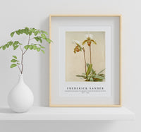 Frederick Sander - Cypripedium leeanum var giganteum from Reichenbachia Orchids-1847-1920