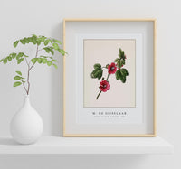 M. de Gijselaar - Chinese rose by M. de Gijselaar (1820)