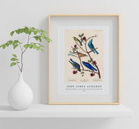 John James Audubon - Townsend's Warbler, Arctic Blue-bird and Western Blue-bird from Birds of America (1827)