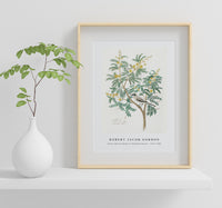 Robert Jacob Gordon - Acacia karroo Hayne or Vachellia karroo (1777–1786)