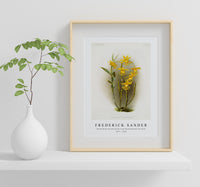 Frederick Sander - Dendrobium brymerianum from Reichenbachia Orchids-1847-1920