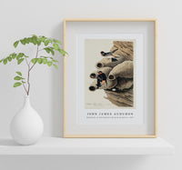 John James Audubon - Republican, or Cliff Swallow from Birds of America (1827)