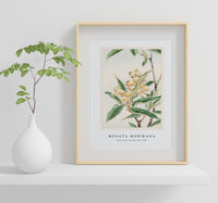 Megata Morikaga - Biwa loquat during 1870–1880