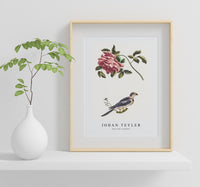 Johan Teyler - Rose and a Parakeet