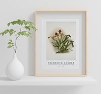 Frederick Sander - Cypripedium boxalli atratum from Reichenbachia Orchids -1847-1920