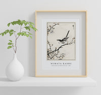 Numata Kashu - Bush-warbler and White Plum Tree illustration from Pictorial Monograph of Birds (1885)