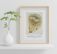 Frederick Sander - Dendrobium Johnsoniæ from Reichenbachia Orchids-1847-1920