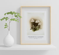 Frederick Sander - Cypripedium niveum from Reichenbachia Orchids-1847-1920