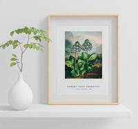 Robert John Thornton - A Group of Auriculas from The Temple of Flora (1807)