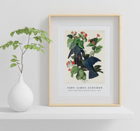 John James Audubon - White-crowned Pigeon from Birds of America (1827)